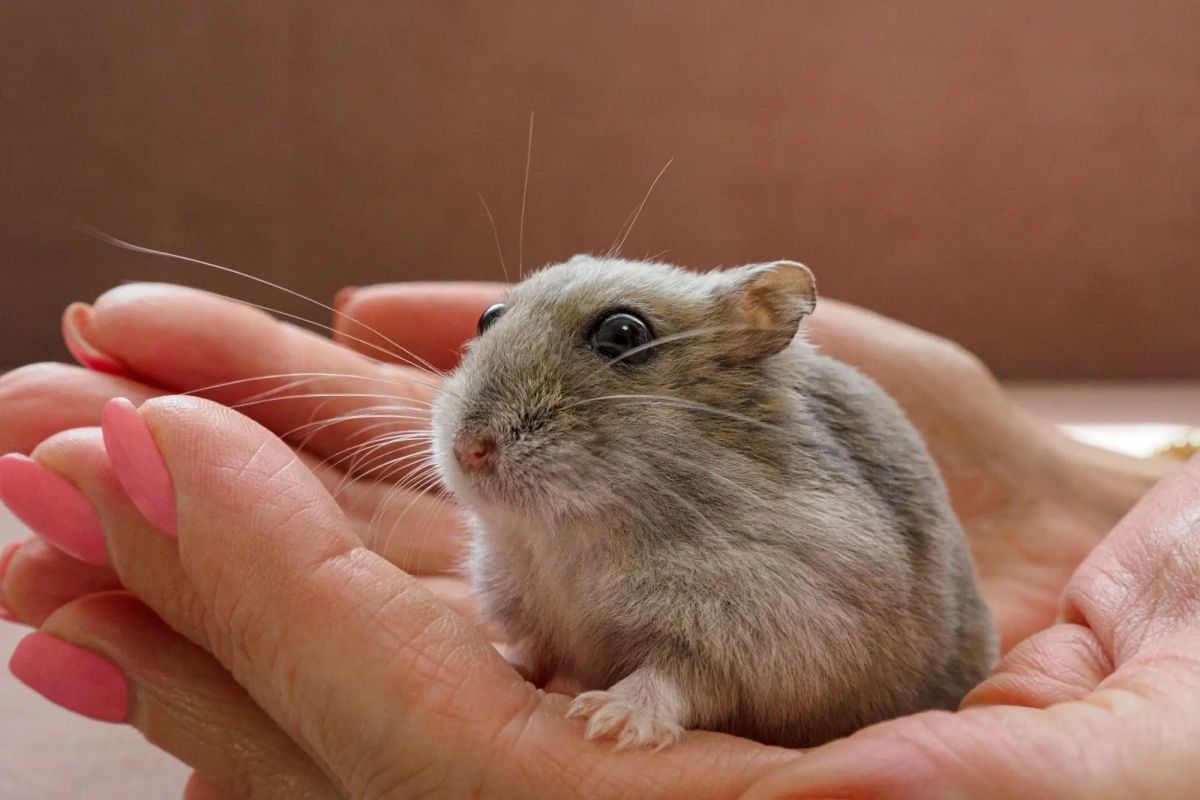 Toto je nejagresivnější domácí mazlíček chovaný v Česku. Vycvičit se nedá a bojí se ho všichni, včetně majitele Toto je nejagresivnější domácí mazlíček chovaný v Česku. Vycvičit se nedá a bojí se ho všichni, včetně majitele