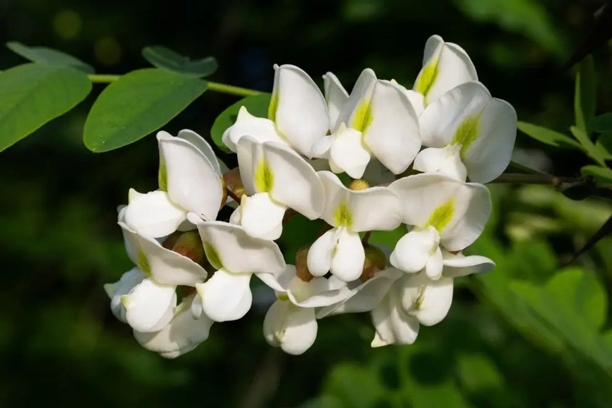 Seznam stromů a keřů, které vám zdecimují celou zahradu, a ještě můžete dostat 100 000 Kč pokuty Seznam stromů a keřů, které vám zdecimují celou zahradu, a ještě můžete dostat 100 000 Kč pokuty