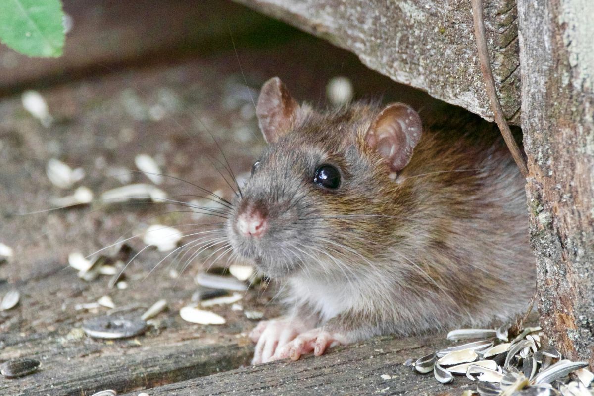 Krysy s batůžky bojují proti pašerákům. Jejich čich zachraňuje ohrožená zvířata Krysy s batůžky bojují proti pašerákům. Jejich čich zachraňuje ohrožená zvířata