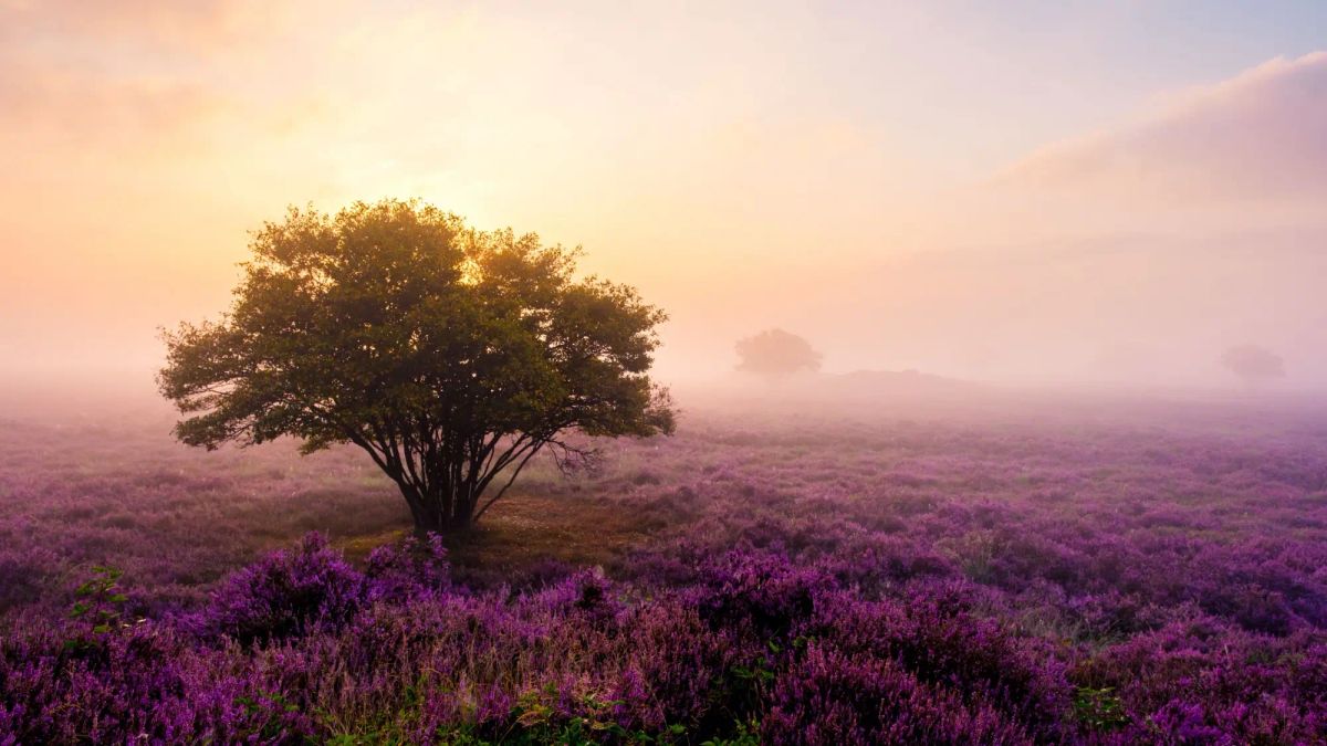 Do konce září vysaďte tuto rostlinu. V zimě promění zahradu v barevný pohádkový koberec. Češi ji neznají, i když u nás skvěle prosperuje