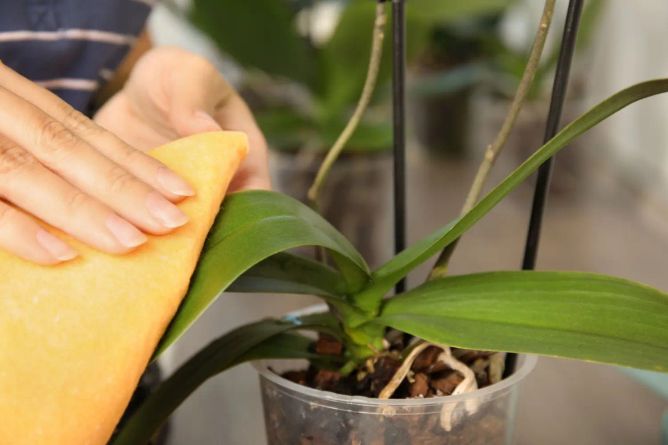 Ruka jemně čistí list orchideje houbičkou, aby rostlina lépe dýchala a mohla růst Ruka jemně čistí list orchideje houbičkou, aby rostlina lépe dýchala a mohla růst