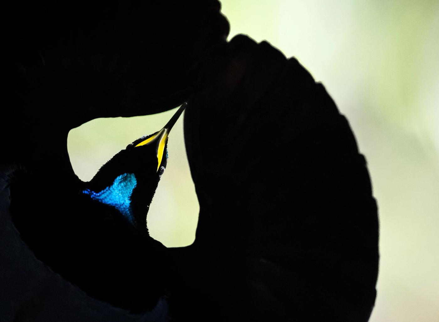 Image 2. Victoria's Riflebird. Queensland, Australia