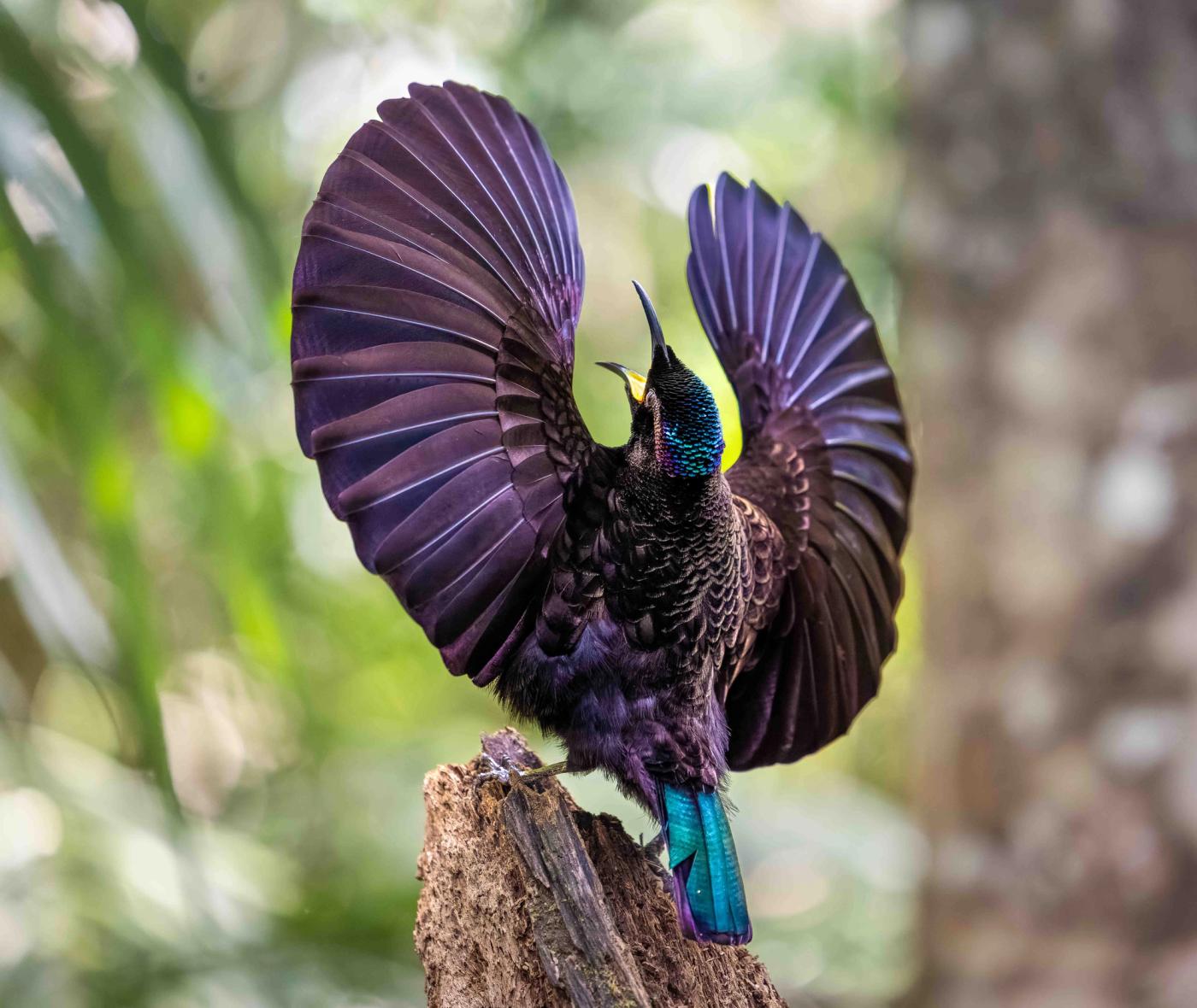 Image 1. Victoria's Riflebird. Queensland, Australia