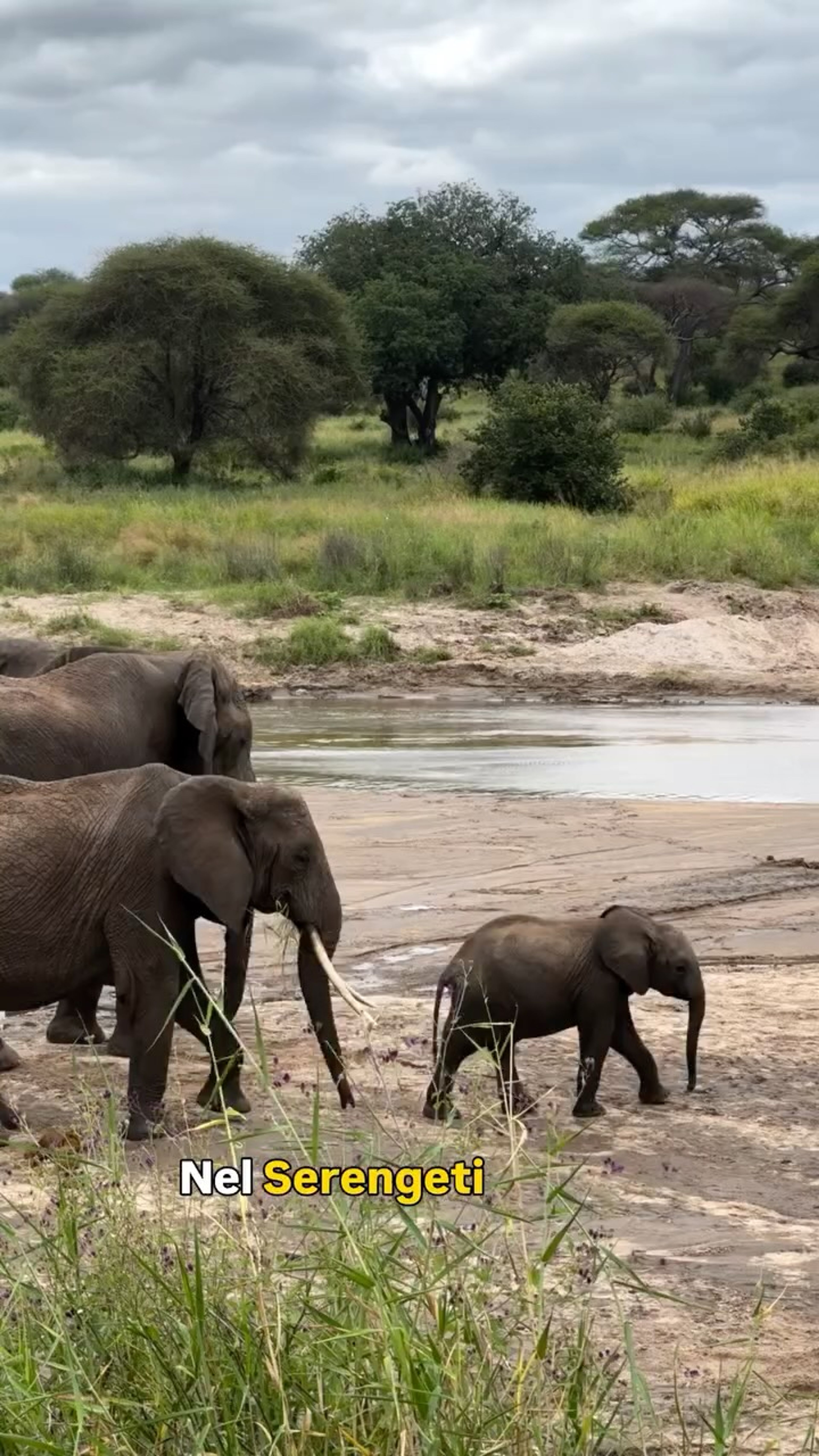 Nel Serengeti, dove nasce la leggenda del Re Leone