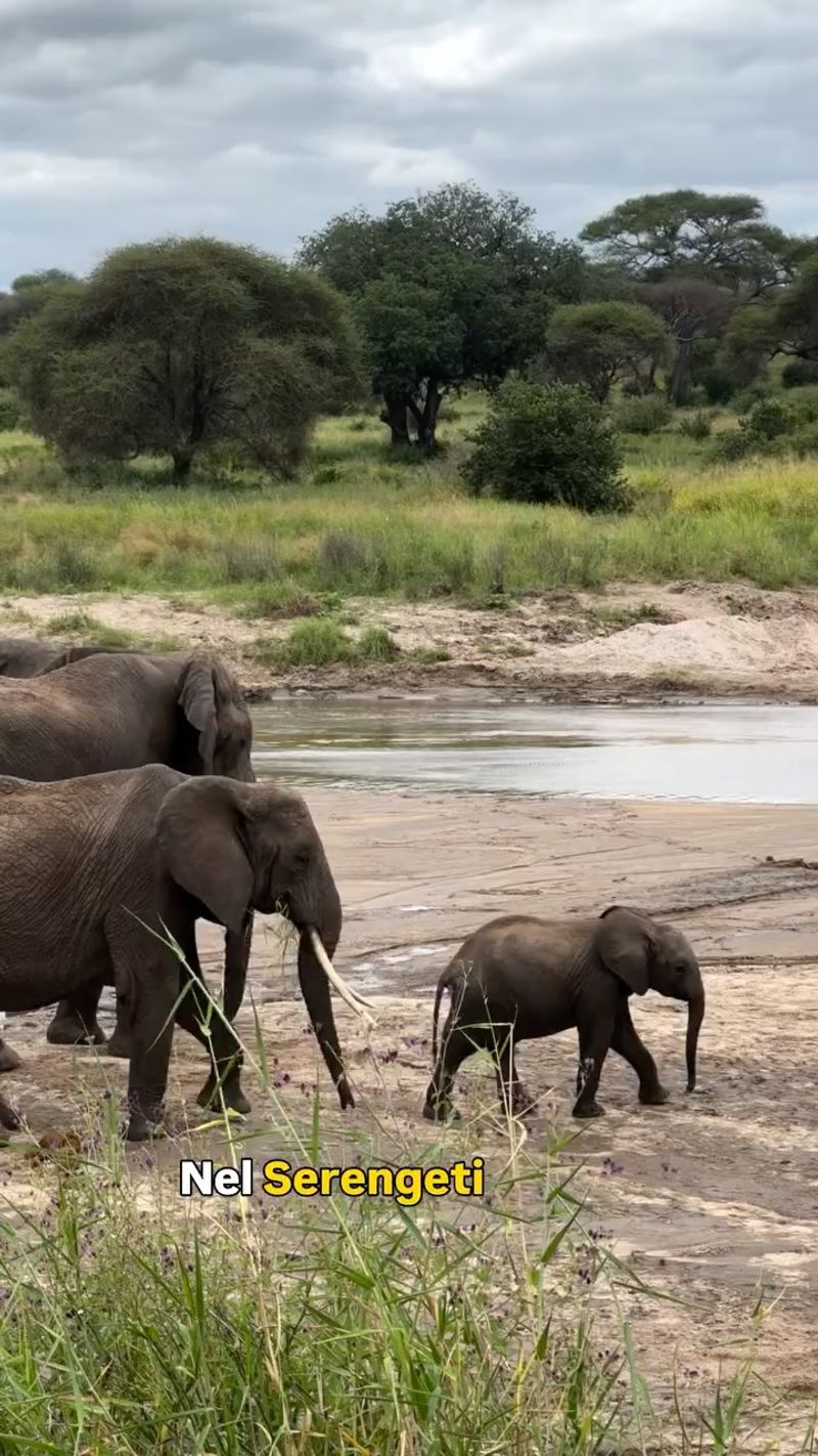 Nel Serengeti, dove nasce la leggenda del Re Leone