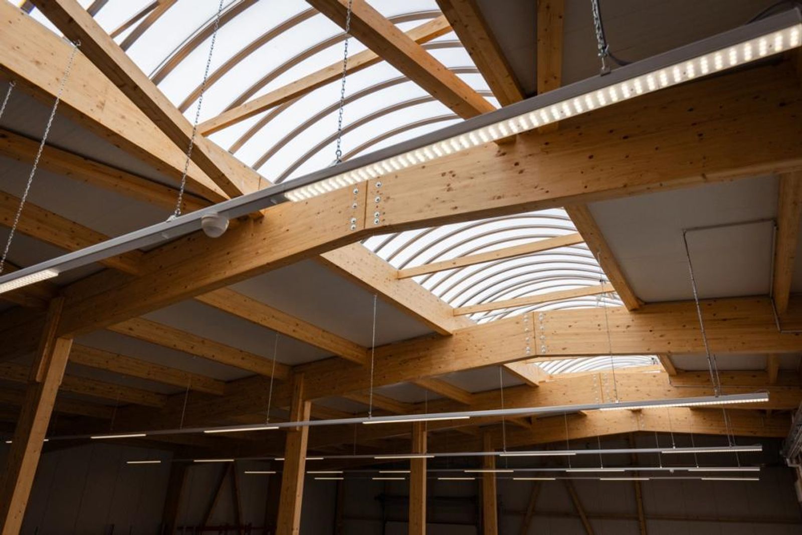 Underside view of the timber roof structure with skylight bands