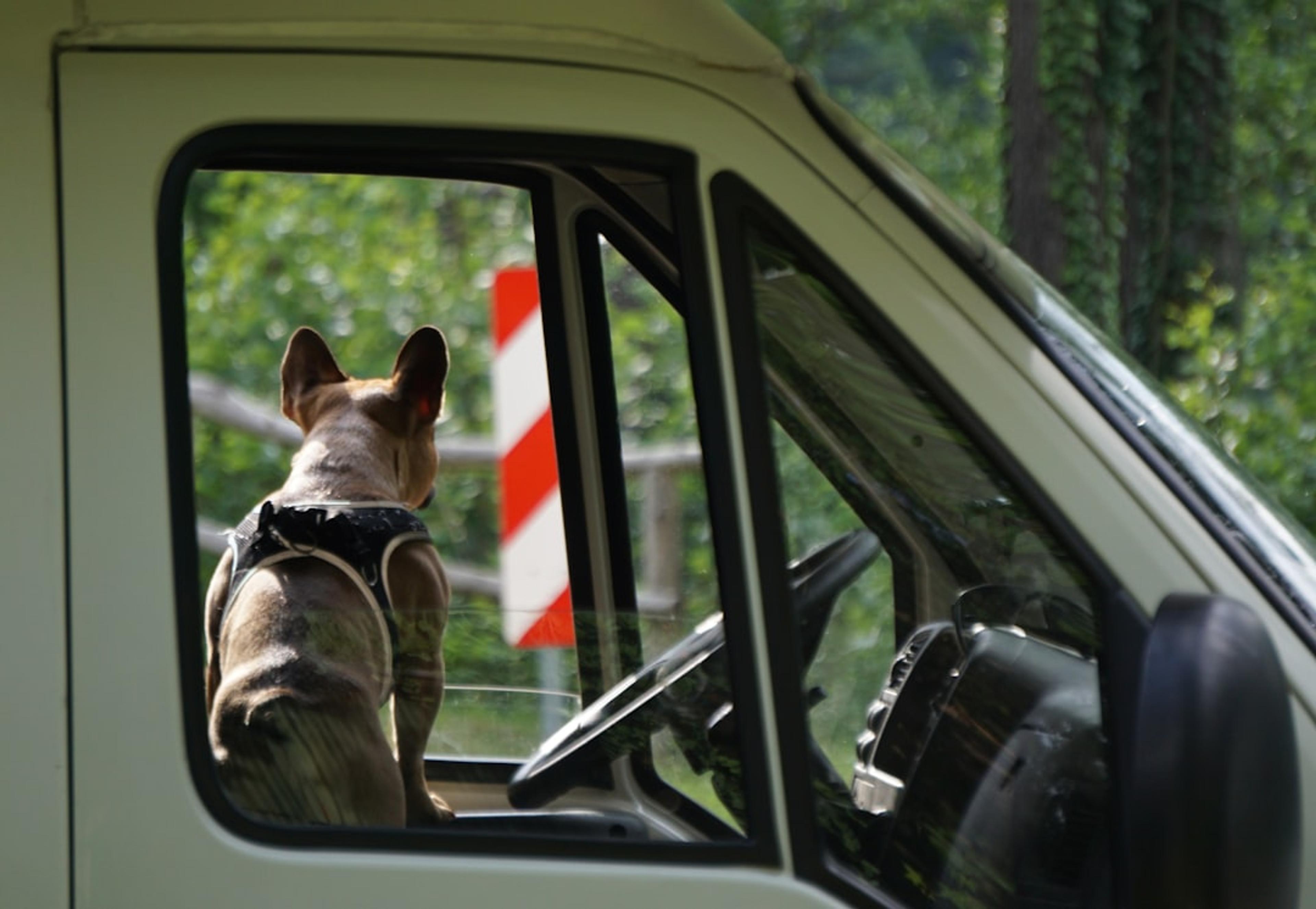a dog looking out the window of a truck
