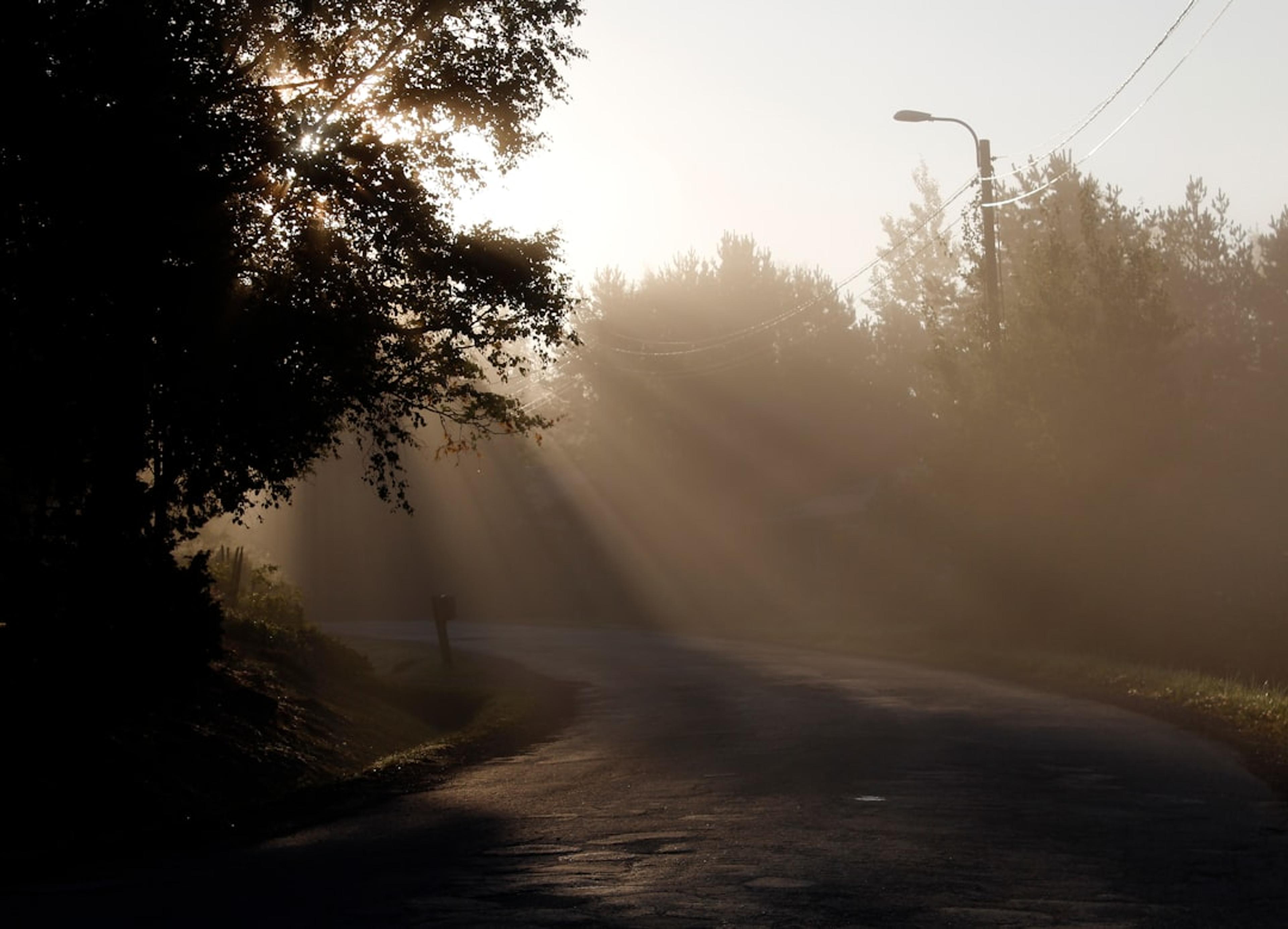sun rays coming through trees