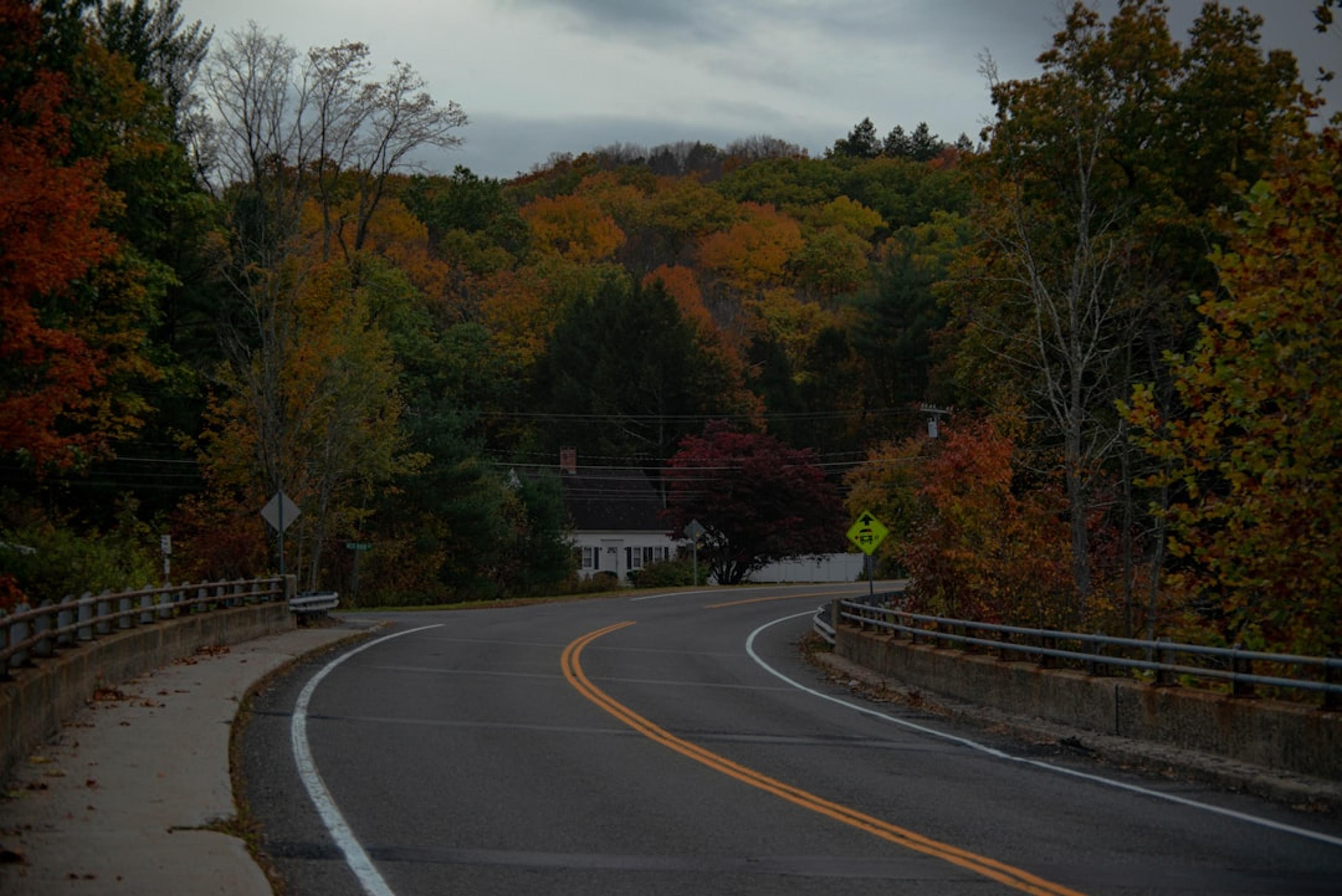gray concrete road in between trees