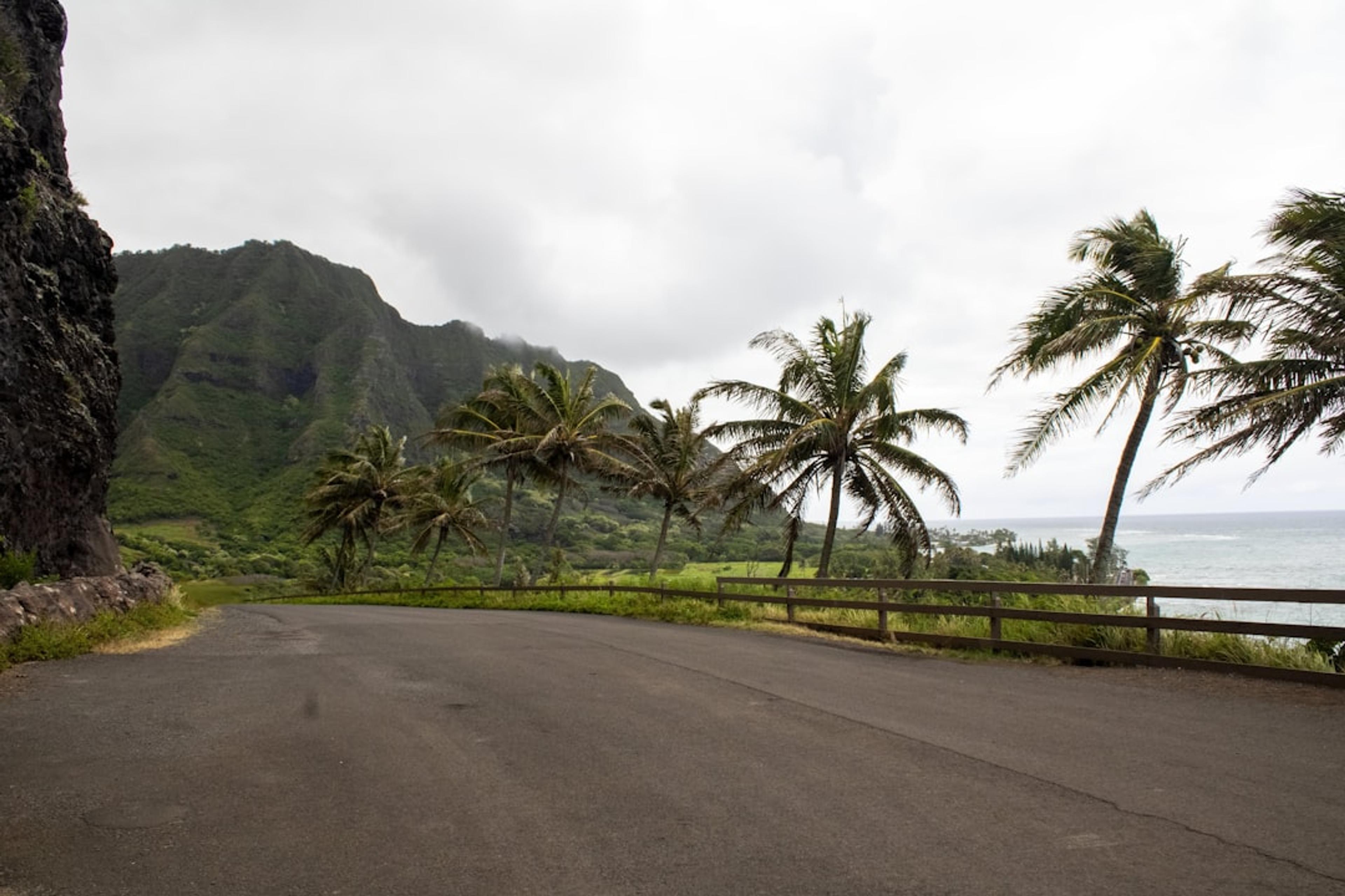 An empty road with palm trees on both sides