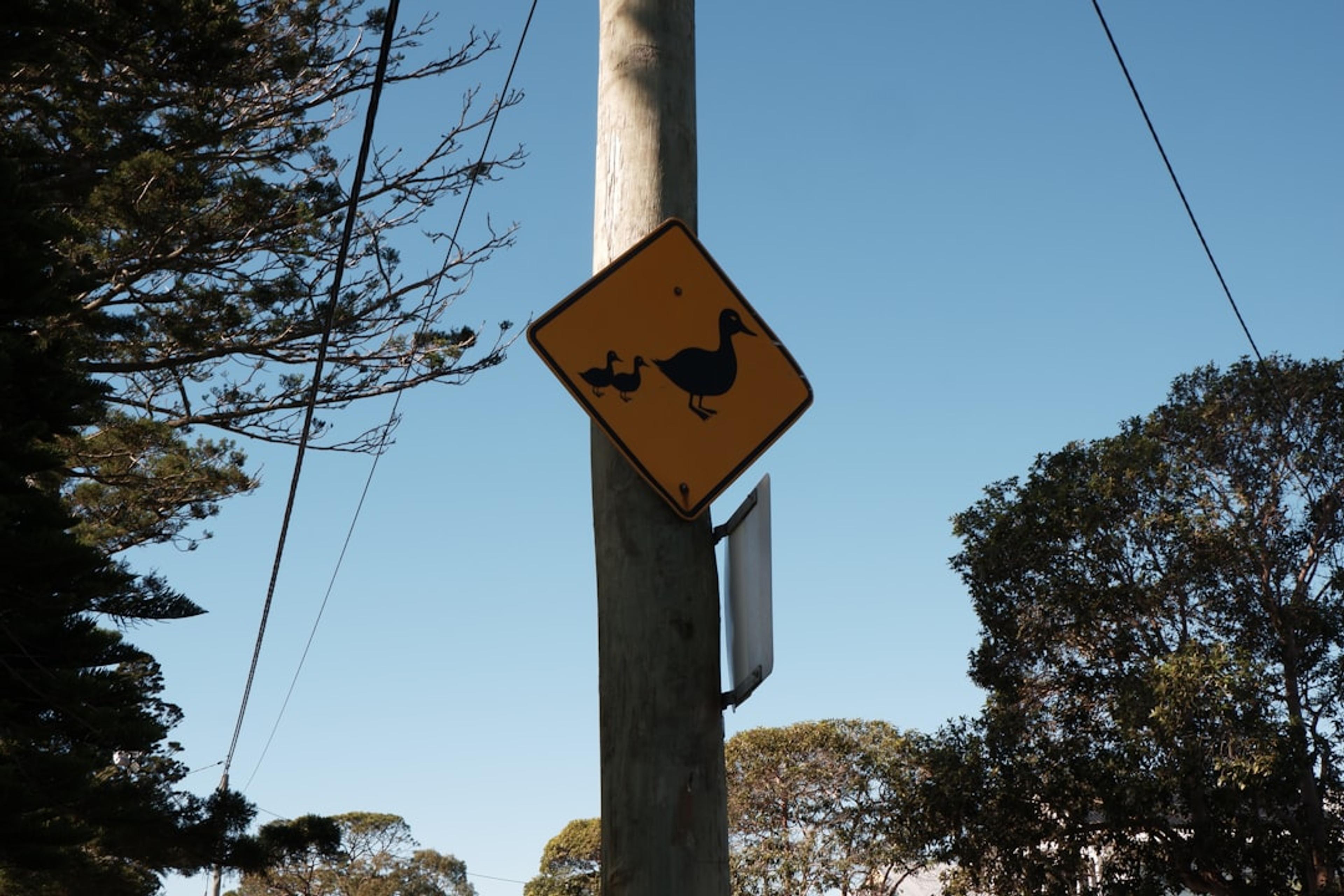 Yellow diamond sign with duck symbol on pole