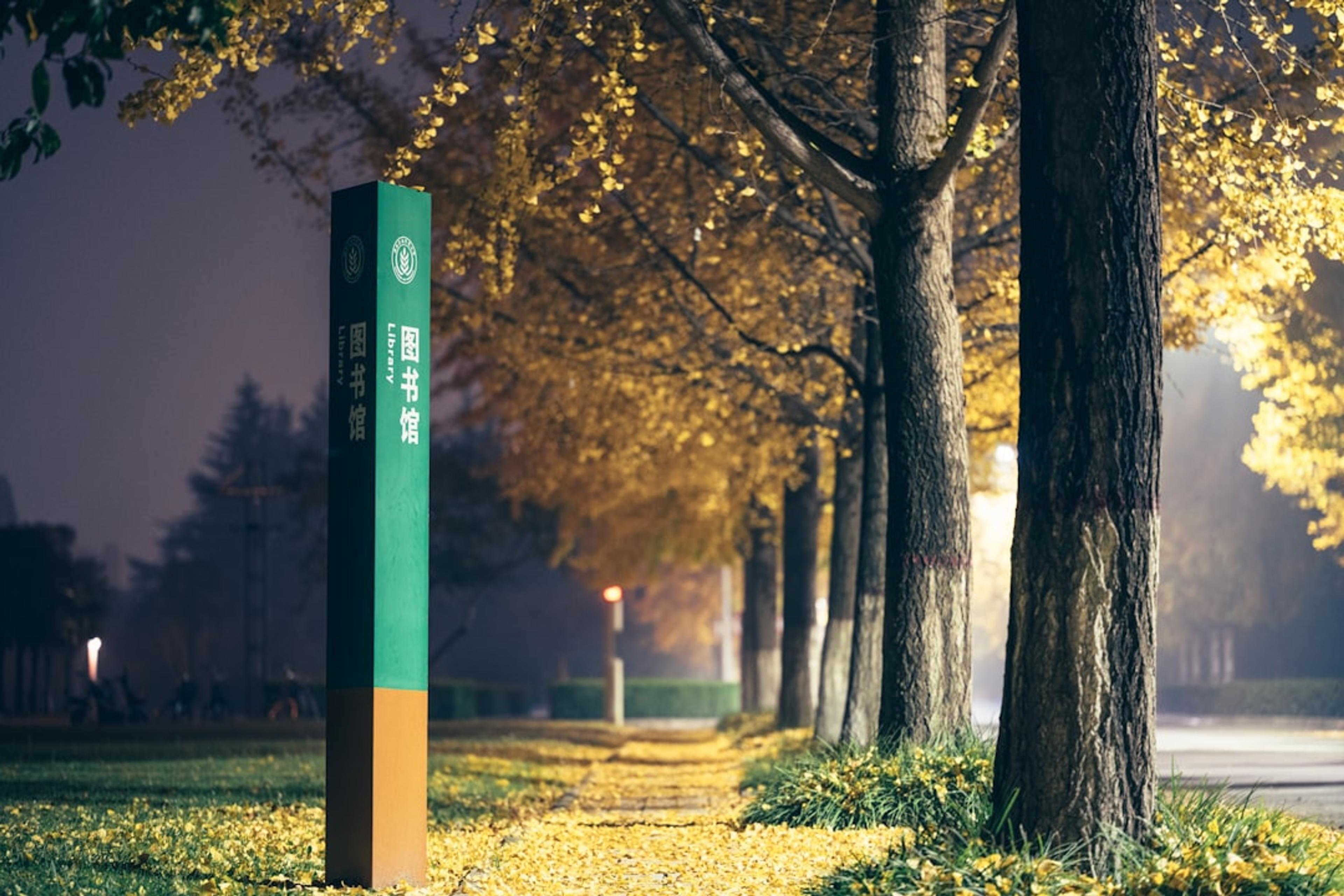 Autumn trees line a path at night