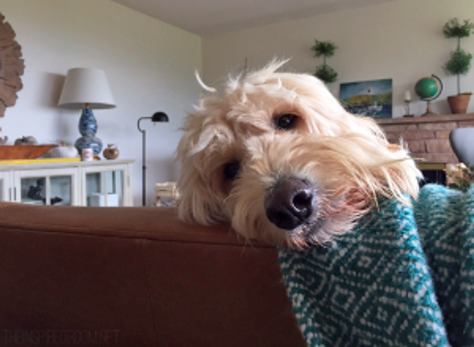 6 Tips For Styling A Pet-Friendly Pad