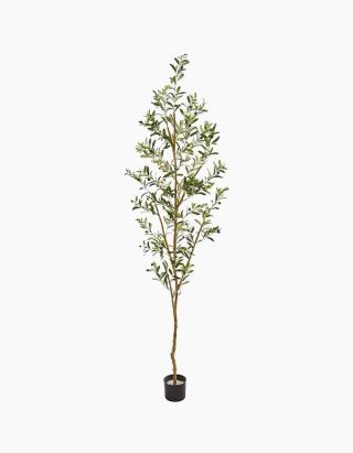 Olive Tree