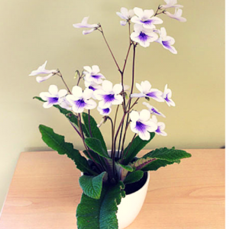 Delicate orchid-style: white and purple blooms in modern white pot, graceful elegant botanical display