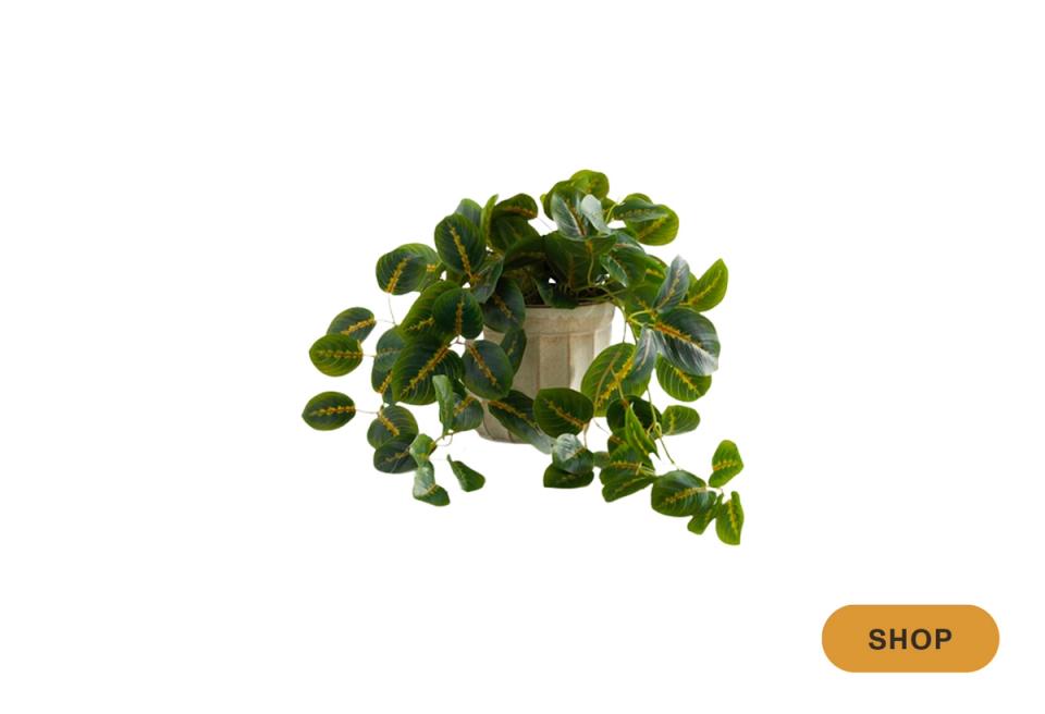 Creeping fig with dense green foliage cascading from ceramic planter