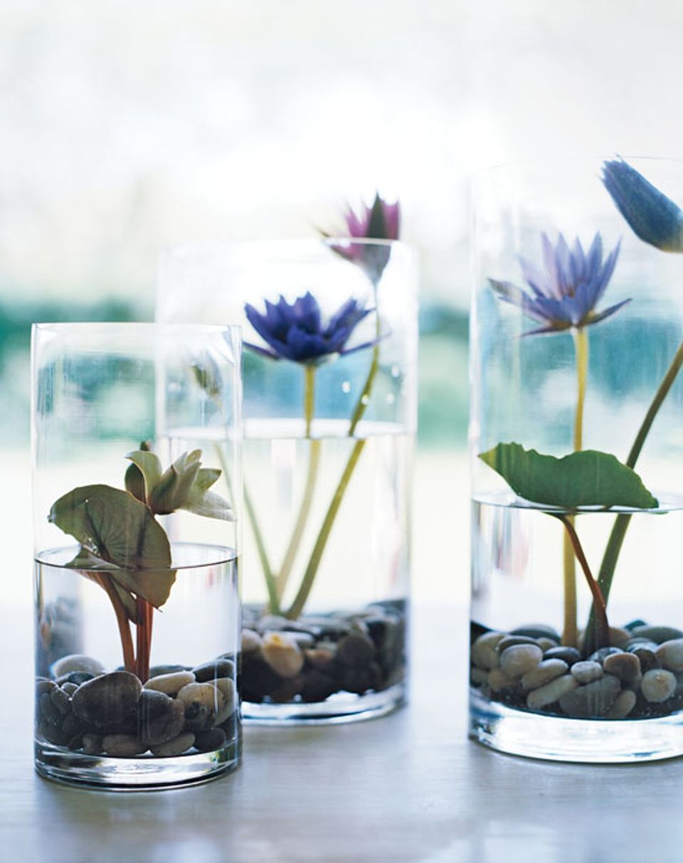 Minimalist botanical display: blue water lilies in clear glass vases with pebbles and foliage, bright airy aesthetic