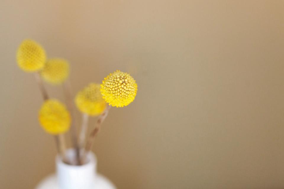 Minimalist botanical display with bright yellow button flowers in white vase against neutral beige wall