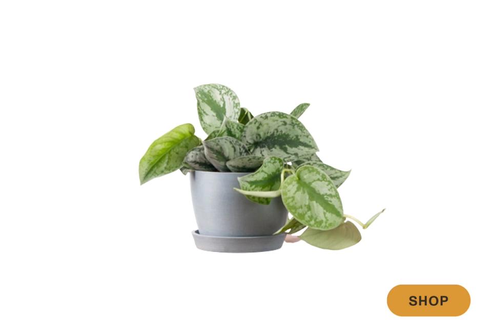 Satin pothos with variegated leaves in minimalist gray planter