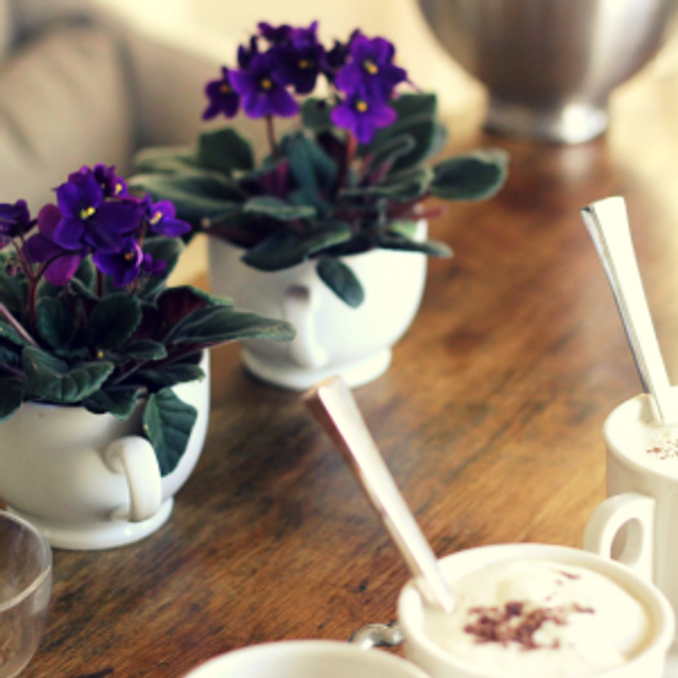 Scandinavian minimal: deep purple African violets in white ceramic vessels, calm neutral aesthetic