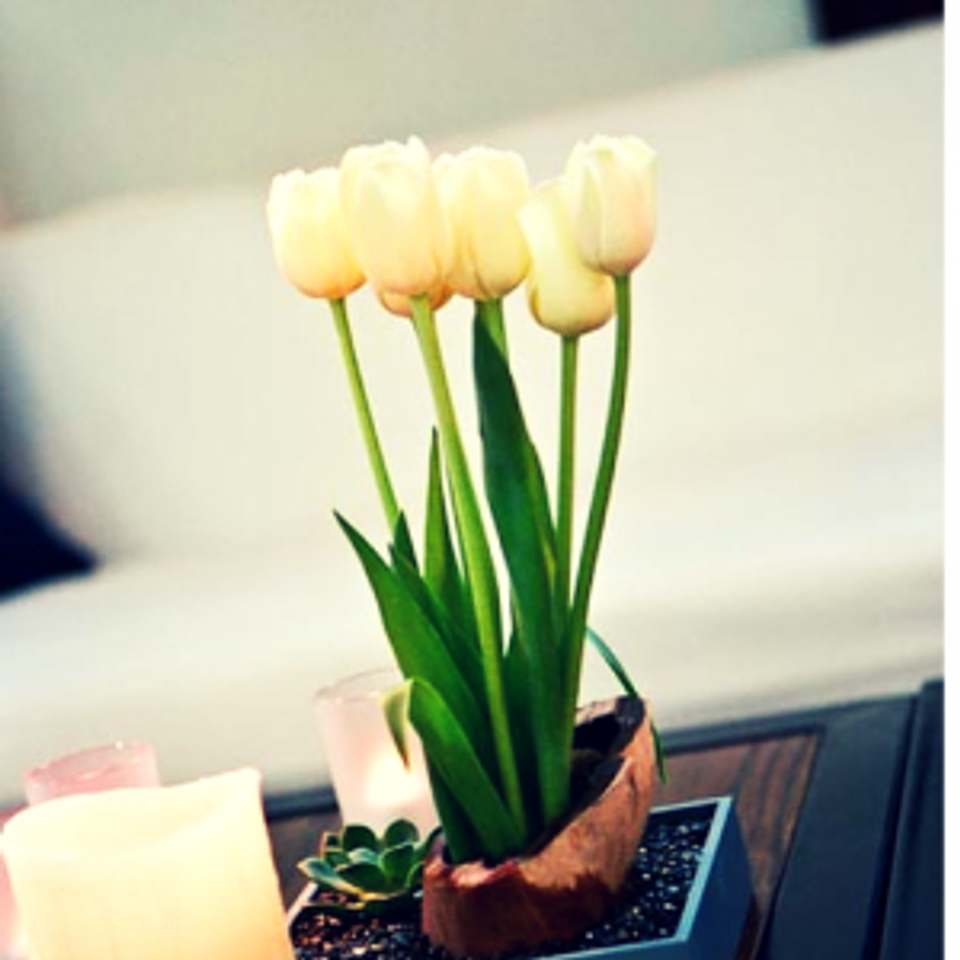 Modern spring arrangement: pale yellow tulips in terracotta pot, clean minimalist seasonal design