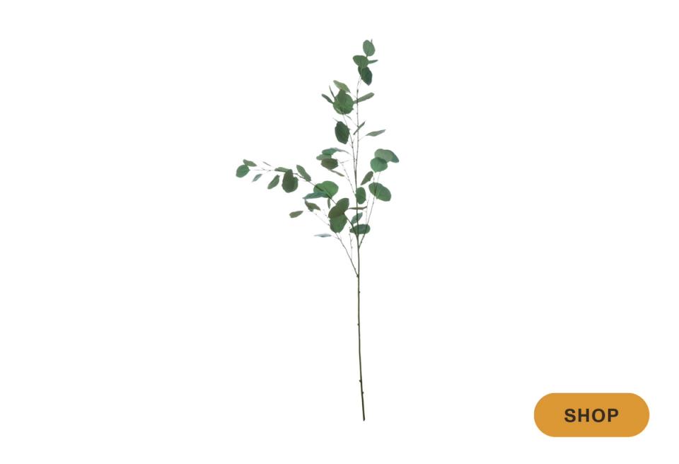 Minimalist eucalyptus branch with silvery-green foliage for understated elegance