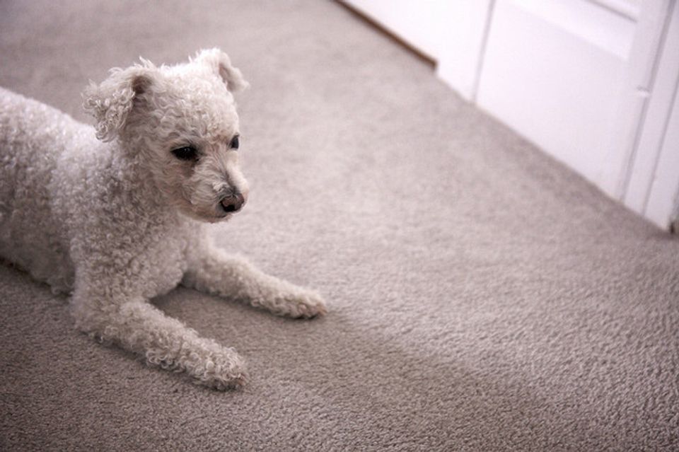 Soft beige wall-to-wall carpet with durable, pet-friendly texture in bedroom