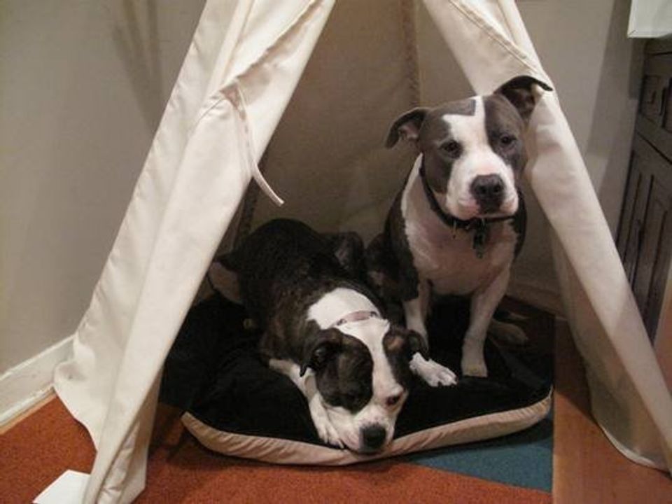 Cozy minimalist nook with white canvas tent and warm wooden floor
