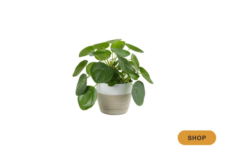 Monstera deliciosa with lush green leaves in neutral woven pot