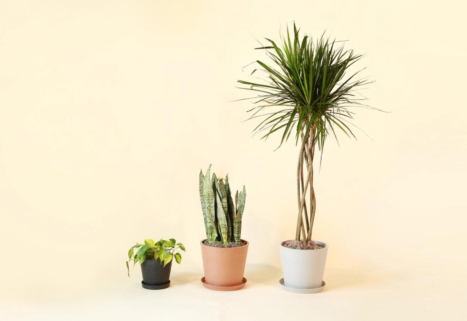 Minimalist home office with three potted plants in varying heights against warm neutral backdrop