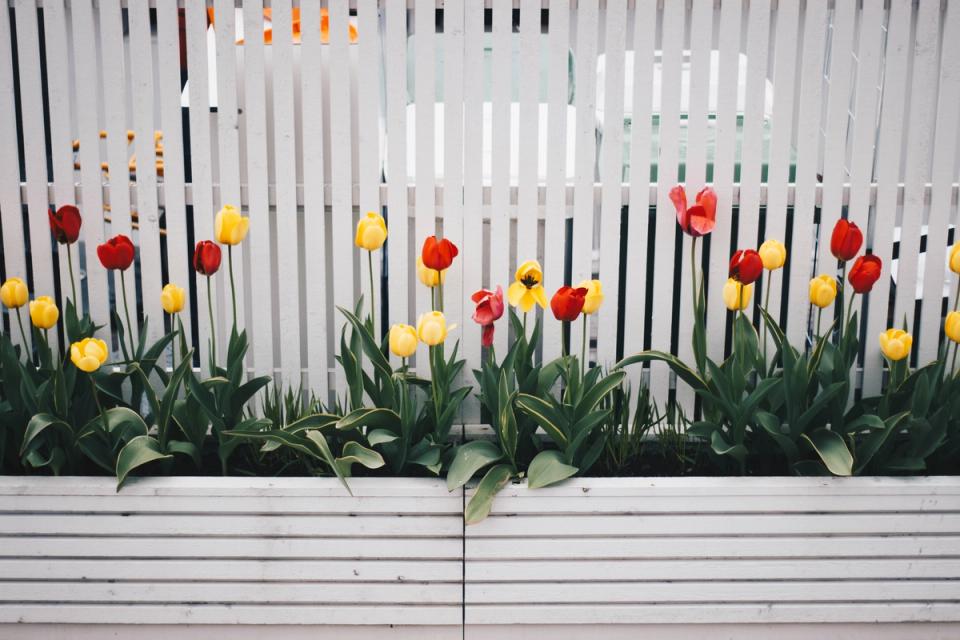 Bright tulip garden against white slatted fence backdrop, cheerful spring color palette