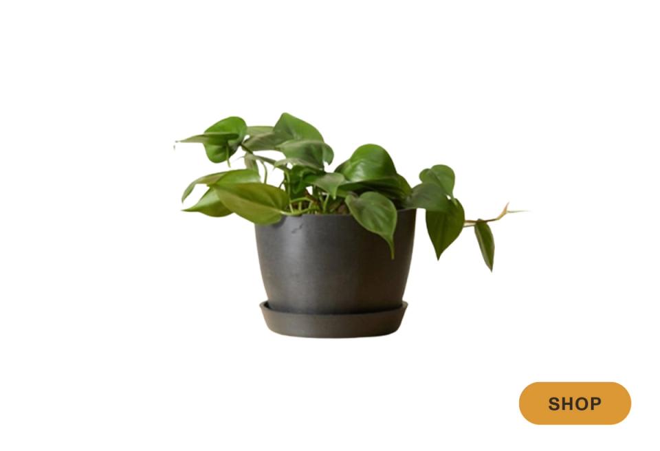 Pothos plant in dark gray ceramic pot with trailing vines
