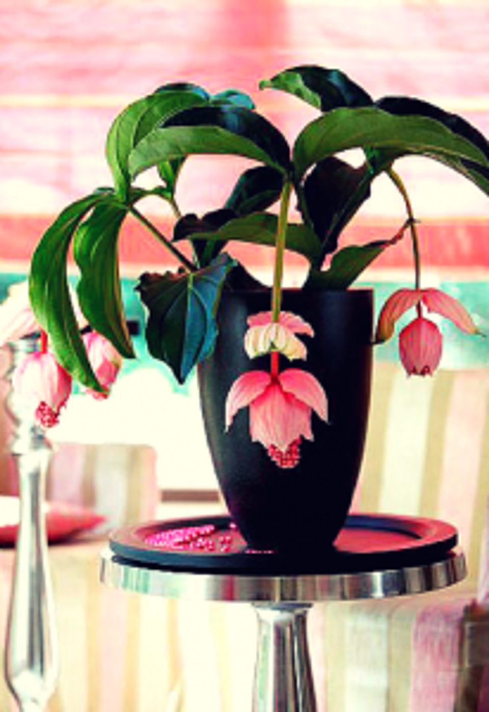 Vibrant maximalist arrangement: pink hanging flowers in black vase on colorful striped table, bold tropical mood