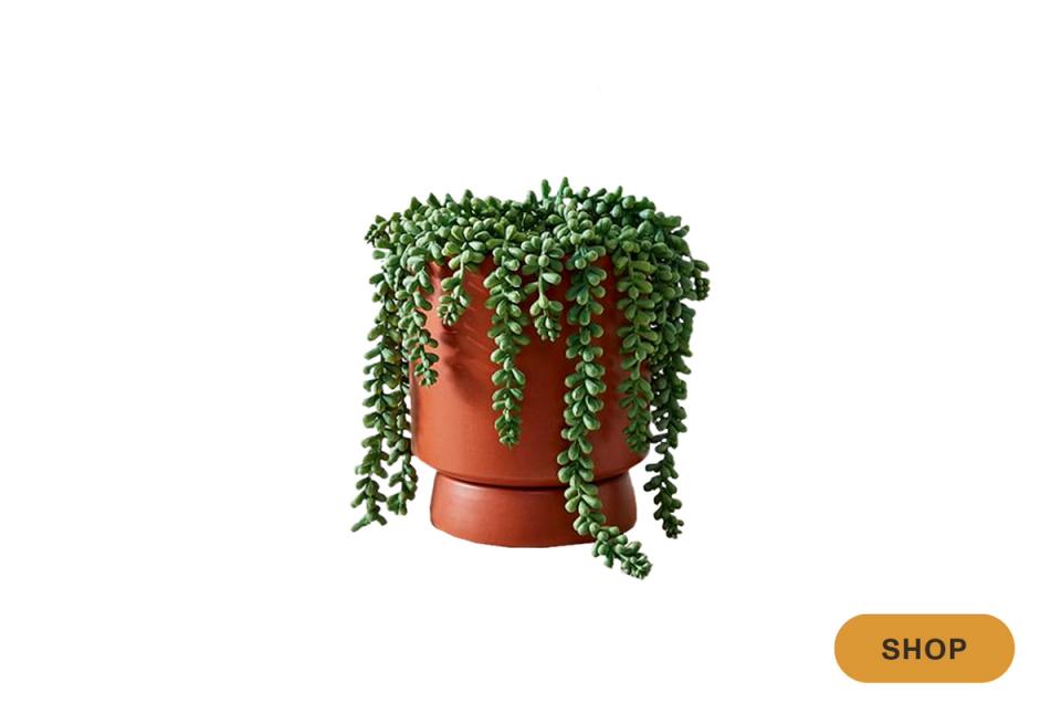String of pearls hanging plant in terracotta pot with cascading green foliage