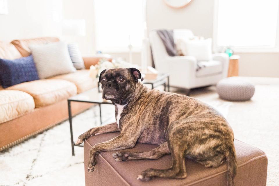 Bright transitional space with tan leather furniture, layered textiles, and dog on ottoman in warm, inviting setting