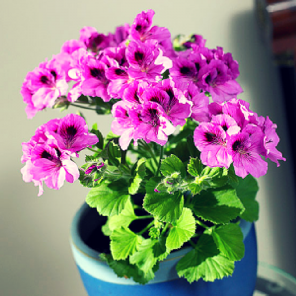 Modern botanical: hot pink petunia blooms in blue striped pot, fresh energetic contemporary style