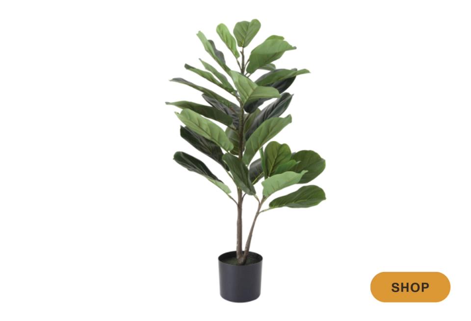 Tropical faux rubber plant with broad leaves in black pot, lush contemporary botanical style