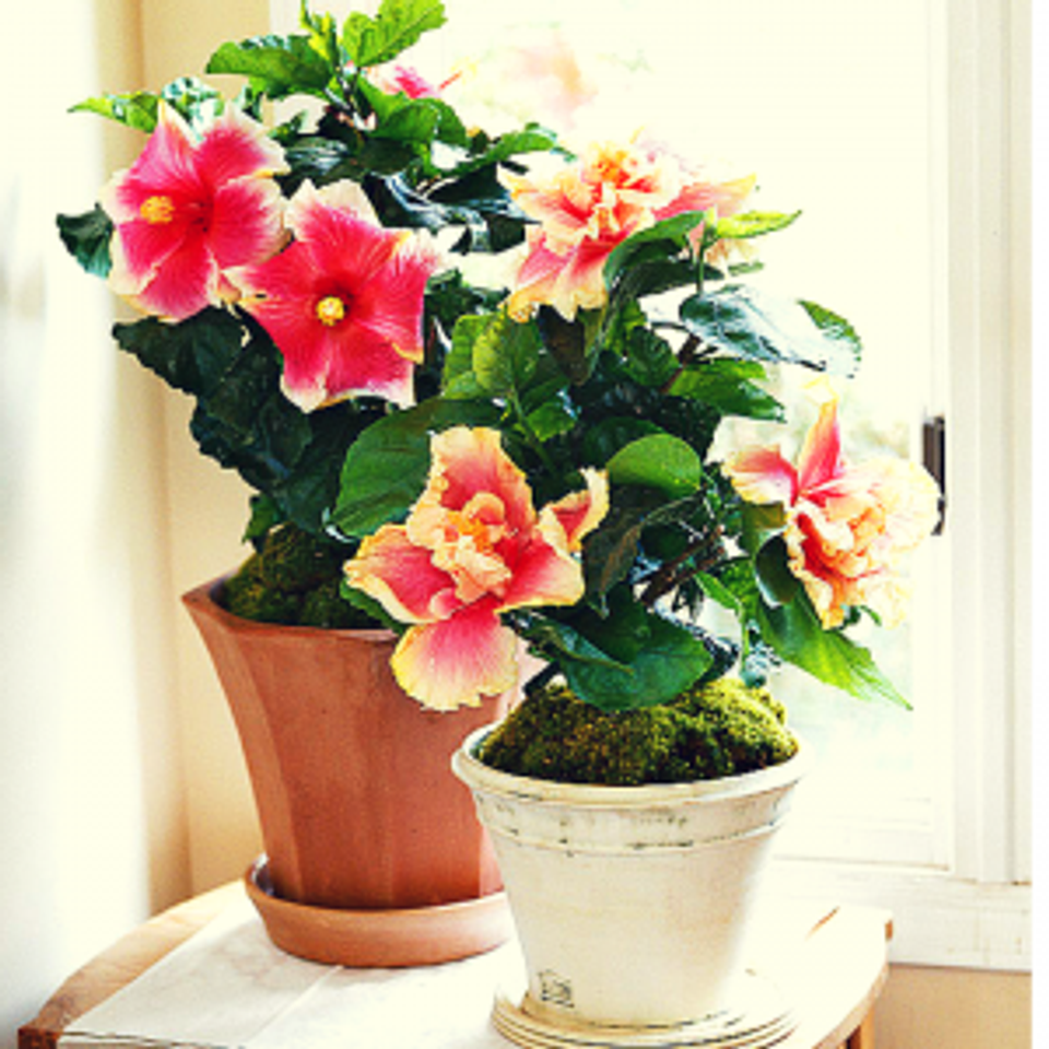 Warm cottage style: pink and coral hibiscus blooms in terra cotta and cream ceramic pots, cheerful natural light