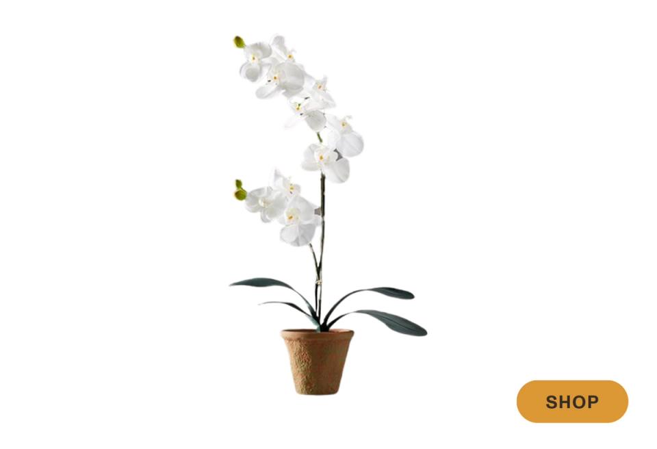 White potted orchid with graceful blooms for elegant, sophisticated botanical accent