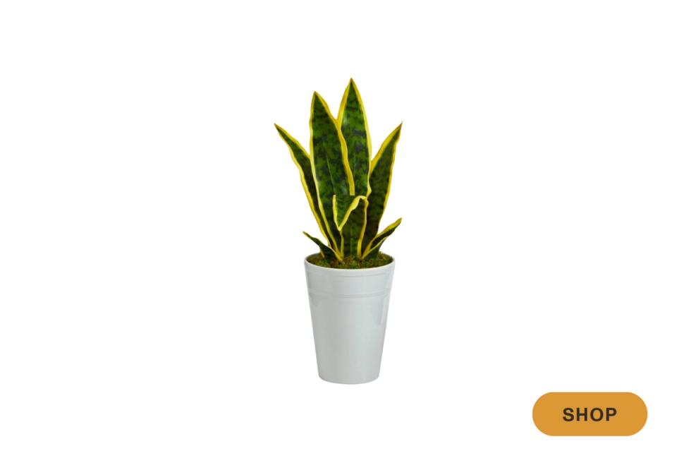 Architectural snake plant in muted planter for modern minimalist green accent