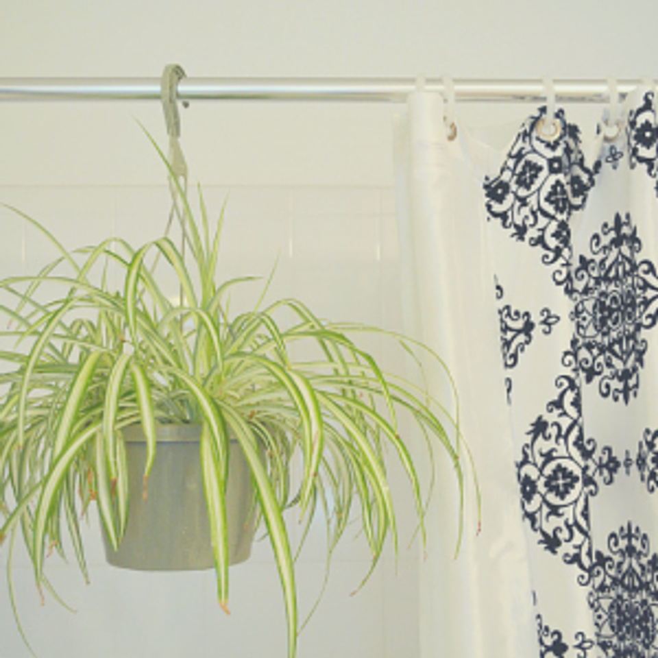 Bright bathroom with trailing spider plant in pot and blue damask shower curtain