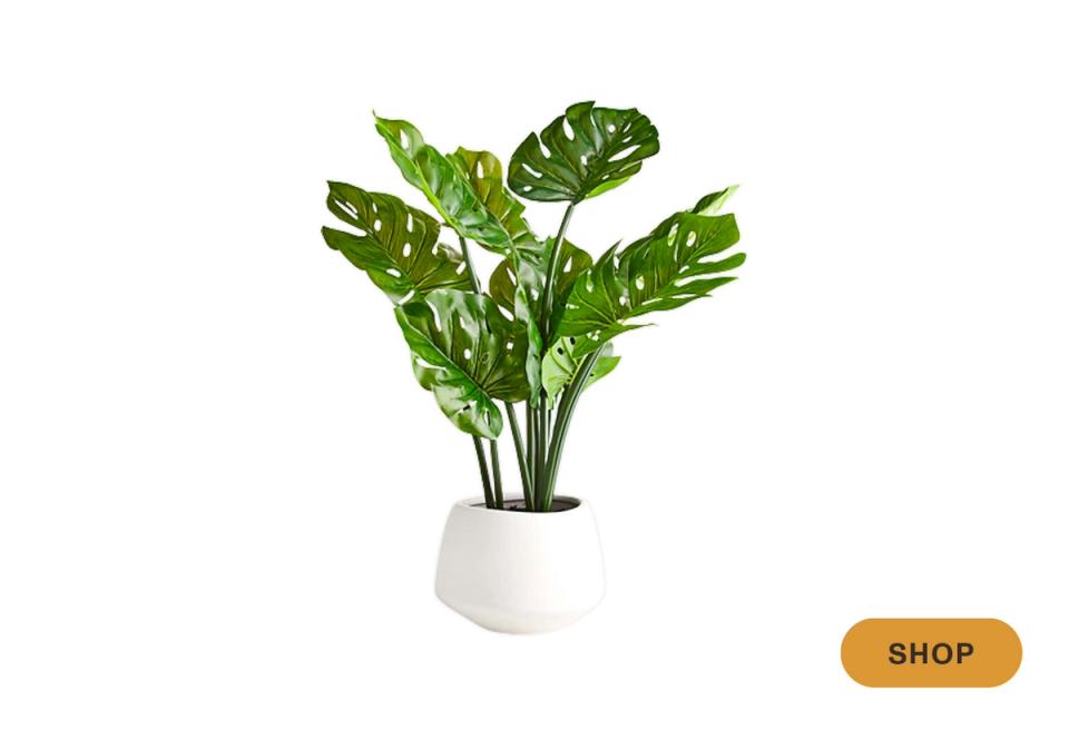 Vibrant monstera in white pot for contemporary tropical statement piece styling