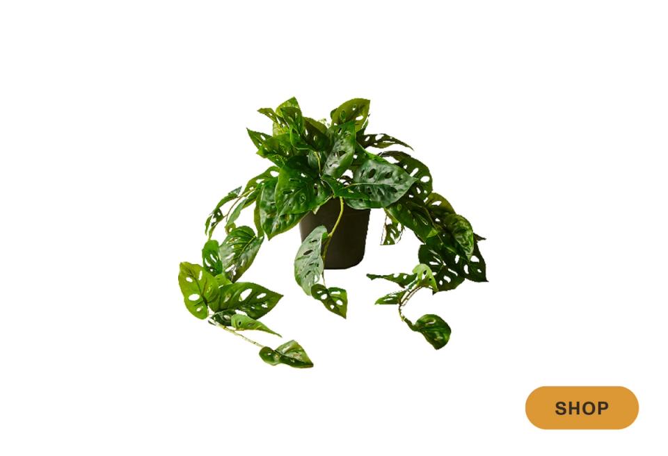 Philodendron with heart-shaped leaves in dark pot with flowing vines