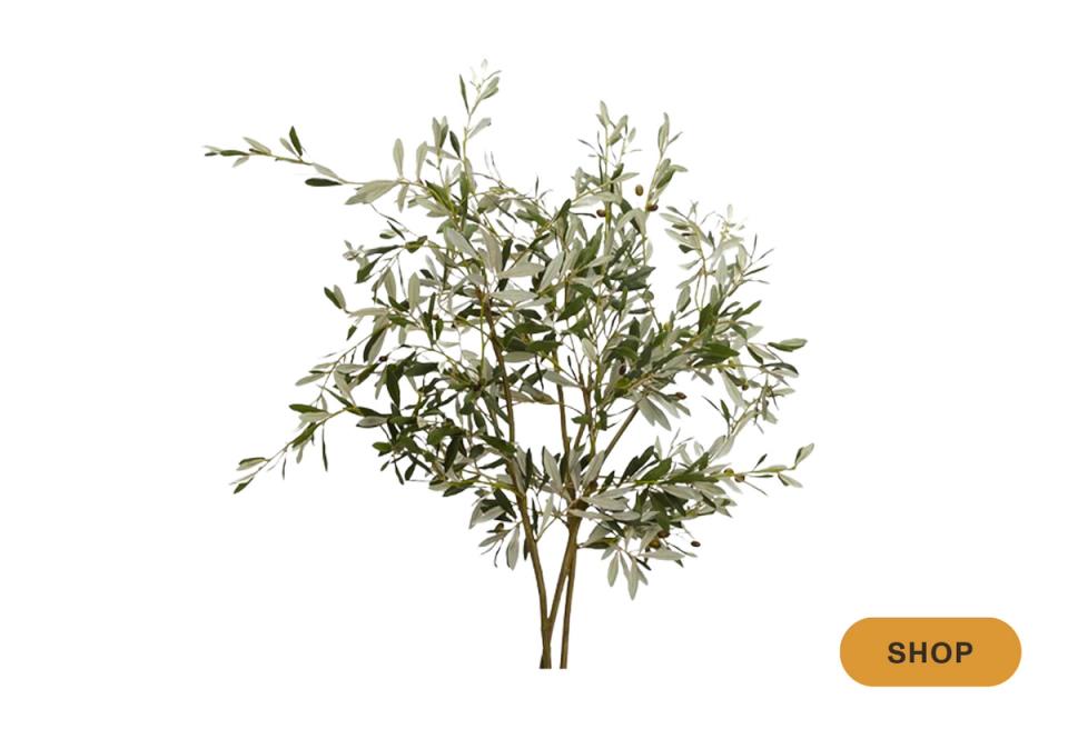 Wispy olive tree with delicate branching for Mediterranean-inspired organic charm