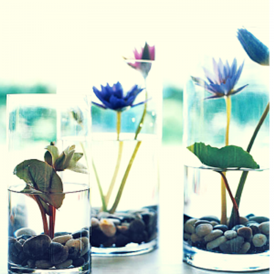 Contemporary water garden: blue lotus flowers in minimalist glass vessels, serene spa-like ambiance