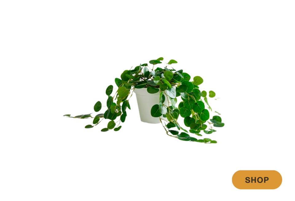 Cascading trailing plant in white planter for soft, romantic trailing greenery display