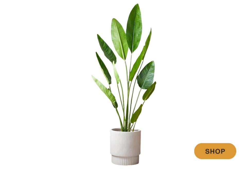 Modern faux plant with variegated green and white striped leaves in textured white ceramic pot