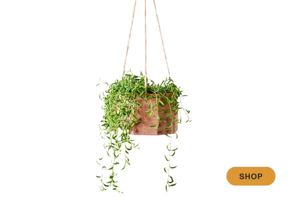 Delicate trailing succulents in copper hanging planter with rope hanger