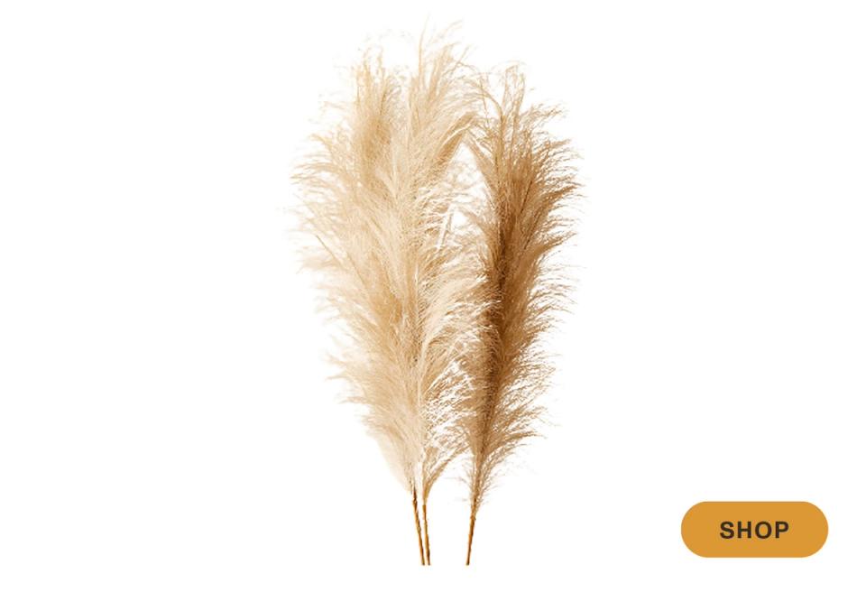 Neutral pampas grass stems with soft, airy texture for organic boho styling