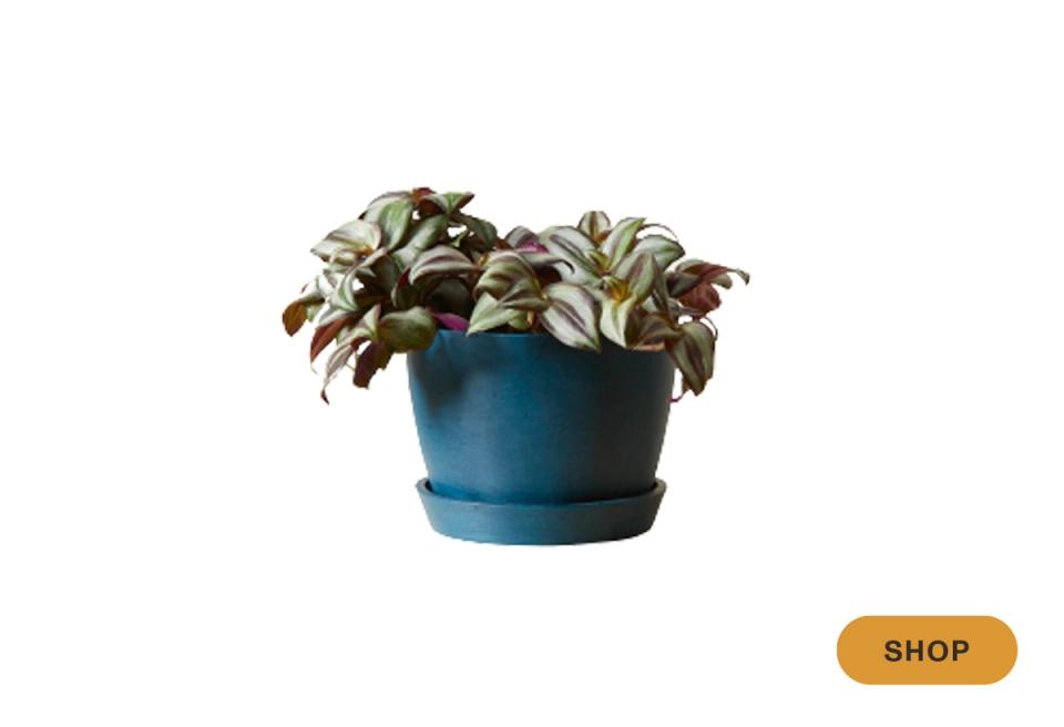 Coleus plant with multicolored foliage in teal hanging planter